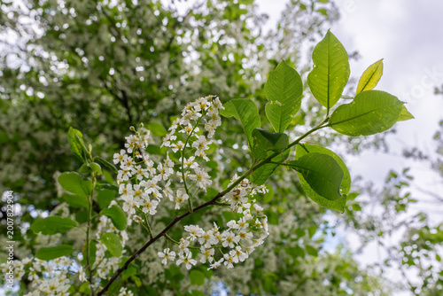 Branch of bird cherry tree Prunus padus with small white flowers and bright green leaves, photographed in sunlight with soft background, showing spring bloom in natural environment.