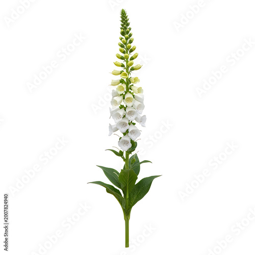 Elegant foxglove flower in full bloom against plain background