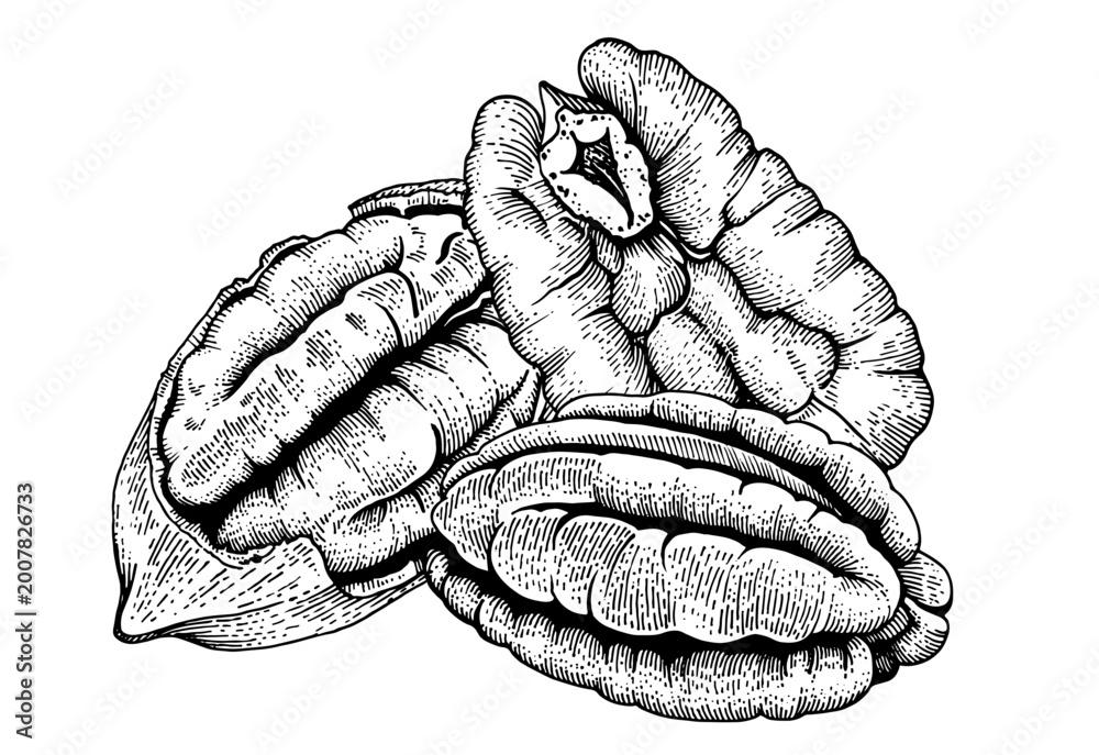 Fototapeta premium Pecan nuts hand drawn vector illustration. Realistic vintage engraving style of peeled pecan kernels isolated on white background. Organic healthy snack and ingredient for baking.
