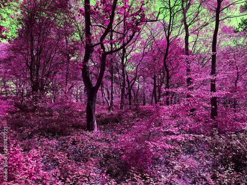 Foto A forest awash in deep pink rises like a quiet dream, its colors quivering under a green sky