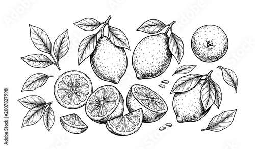 Obraz na płótnie Hand drawn lemon sketch set whole and sliced citrus fruit vector illustration is