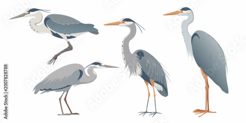 Slika na platnu Heron illustrations in various poses flat vector style on white background