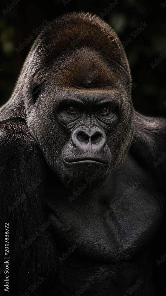 Obraz premium Majestic Gorilla Stare: A striking portrait of a powerful gorilla, his intense gaze filled with wisdom and strength, emanating an aura of primal dominance.