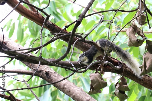 Squirrel on a Branch: A charming squirrel nimbly navigates the branches of a tree in a lush, green environment. Capturing the essence of nature and wildlife.