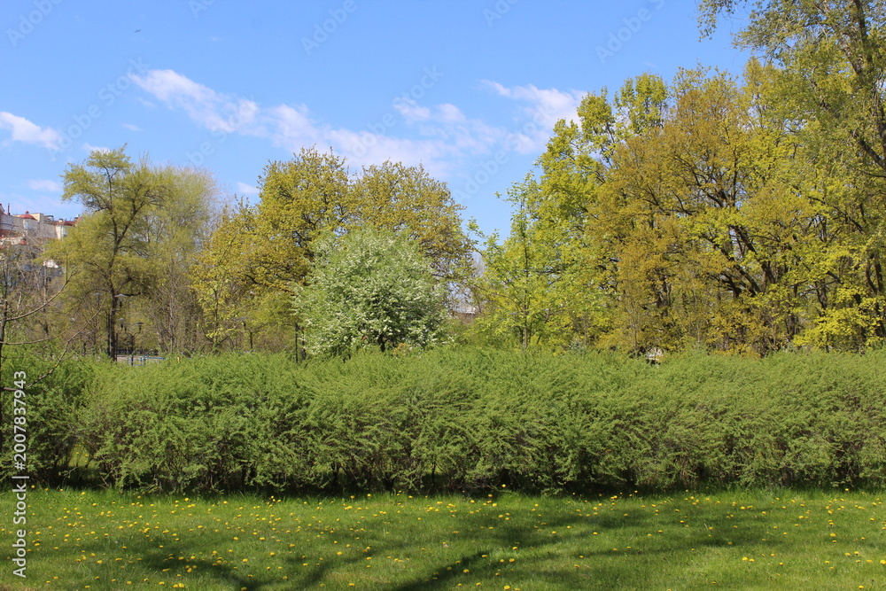 Fototapeta premium spring in the park, blooming trees in the park in spring