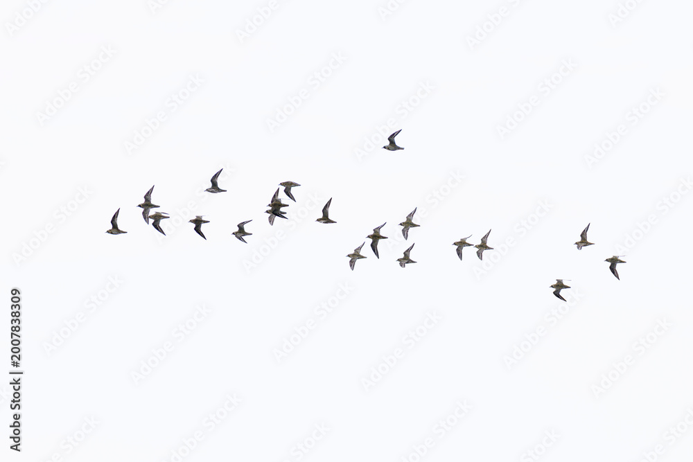 Obraz premium flock of european golden plover (pluvialis apricaria) in breeding plumage in flight, found at Texel in the Netherlands