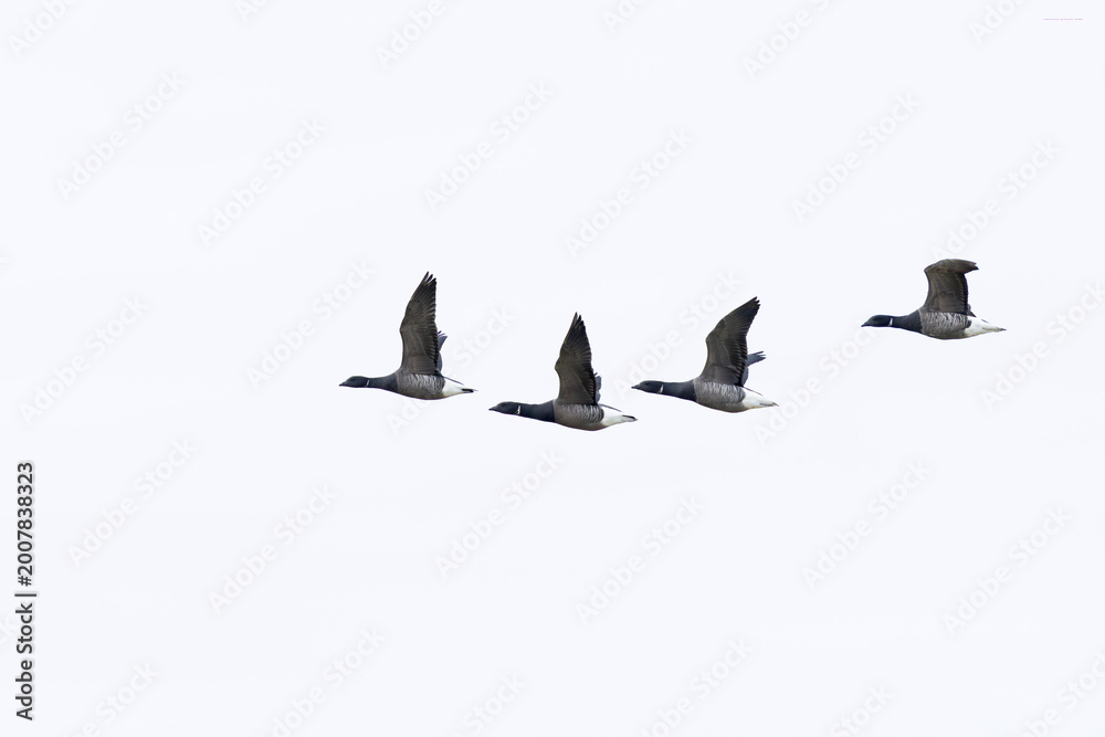 Ταπετσαρία four adult brent goose (branta bernicla) of nominate species bernicla in flight,