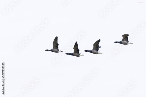 Photography four adult brent goose (branta bernicla) of nominate species bernicla in flight,
