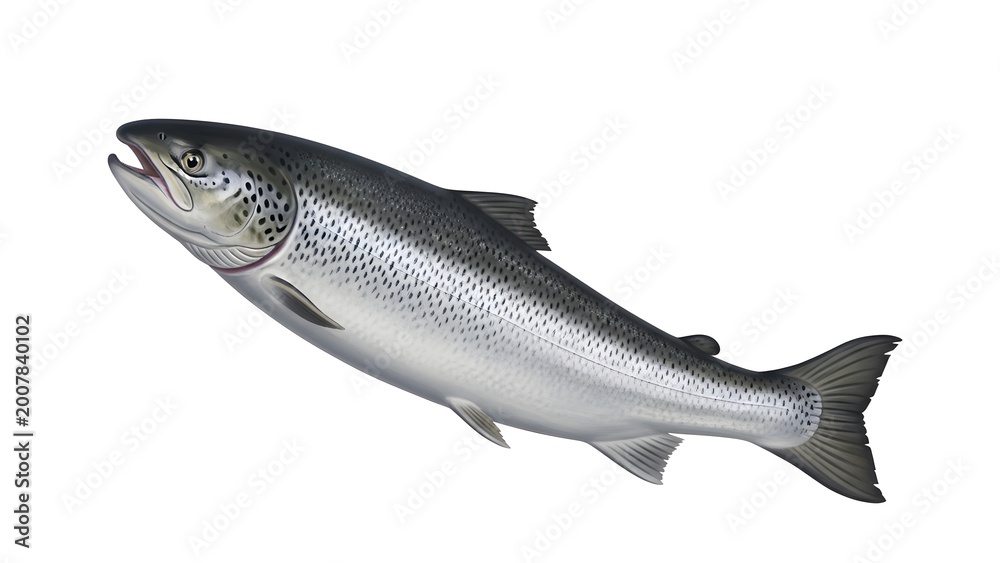 Obraz premium A large, silver-scaled salmon swimming with its tail fin spread, against a plain white background