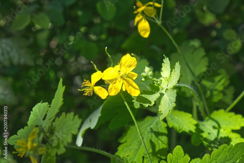 Blooming Greater Celandine (Chelidonium majus) in its natural habitat.