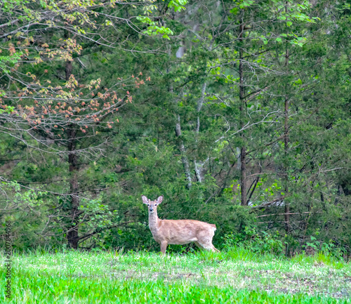 deer in the woods