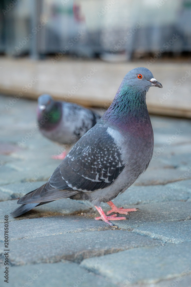 Obraz premium Urban Rock Pigeon Standing on Cobblestone Pavement with Blurred Bird Background, City Wildlife Close-Up,
