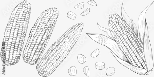 Photos Detailed drawings of corn cobs and kernels sketch style