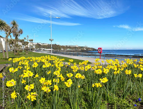 Daffodils line the Promenade at Douglas Isle of Man