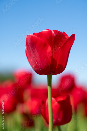 red tulip on a blue sky background