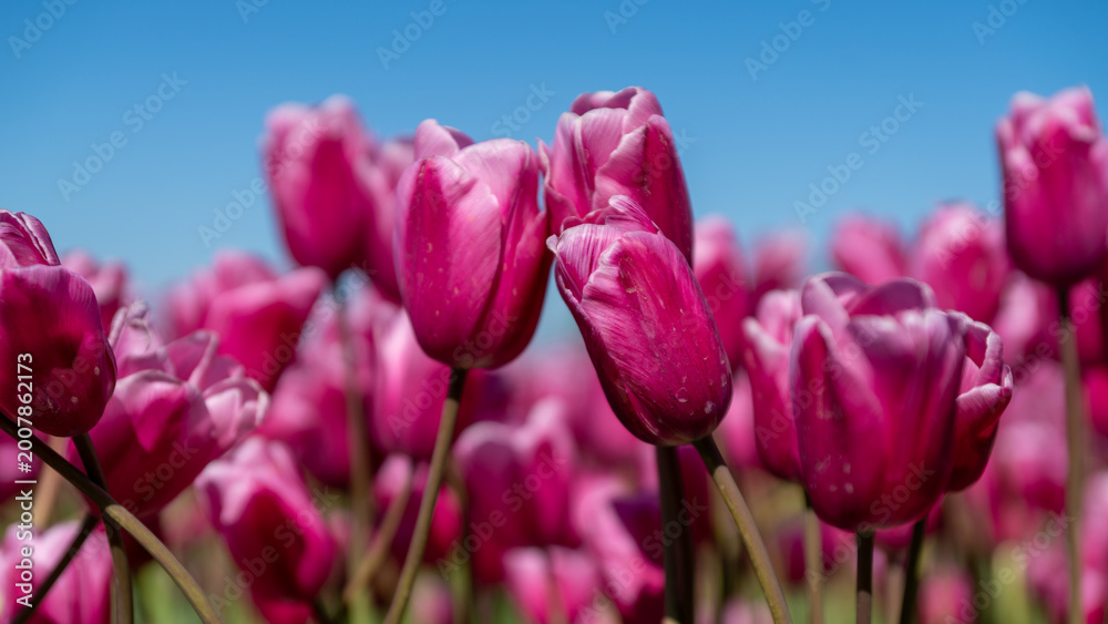 Obraz premium pink tulips in the garden