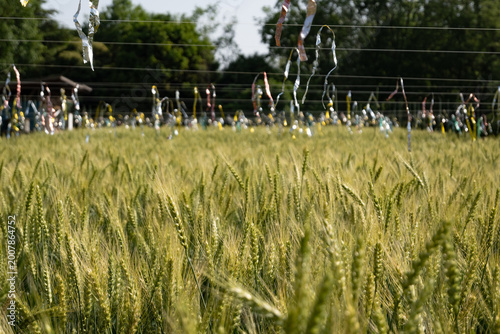 Grain field, green growing grain protected by sunlight-catching objects to protect the crop against birds outdoor at daytime during springtime season in Komorebi Village in Showa Kinen Park in Japan.
