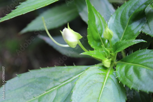 Принти на полотні lily of the valley with dew drops
