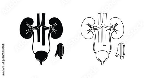 Foto Vintage anatomical illustration of the human urinary system with kidneys and bla
