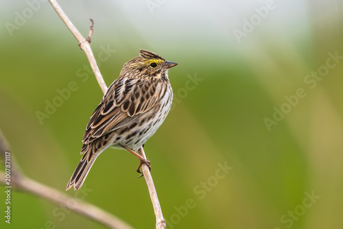 Portrait of a savannah sparrow perched on a branch.