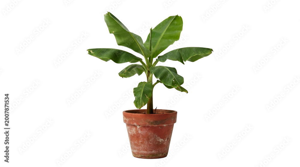 Obraz premium Medium-sized banana plant in a red clay pot, isolated on a white background, PNG with transparent background.