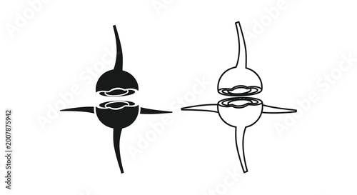 Photos Anatomical illustration of two interlocking vertebrae with spinal processes and