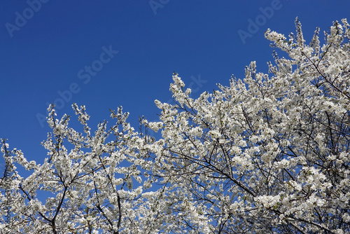 Deep tree branches with lot of white flowers blossom in spring on sunny day horizontal view close-up