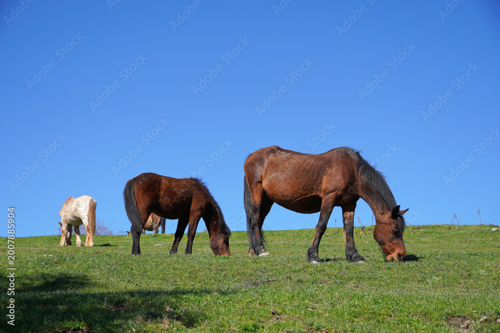 Obraz premium A group of horses grazing on a green meadow under a blue cloudless sky Pasture greenery grass spring summer nature fauna flora