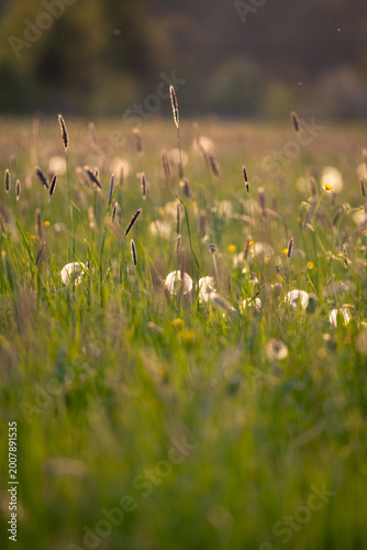 Allergie blühen auf einer Wiese im Frühling