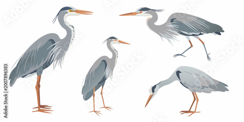 Four heron illustrations in various poses vector art on white background