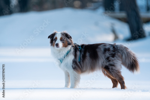 Red Merle Miniature American Shepherd (Canis lupus familiaris) Portrait on a Frozen Lake in Morning Light