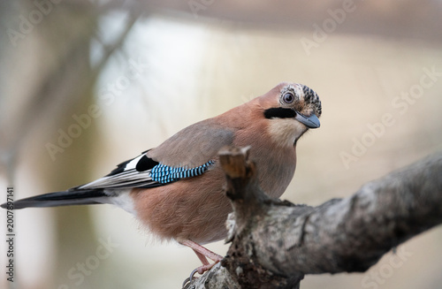 Photography Eurasian Jay (Garrulus glandarius) Bird Portrait on a Tree Branch in a Swedish F