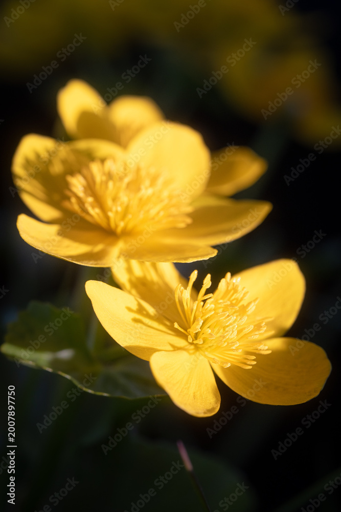 Fototapeta premium Close up of yellow marsh marigold flowers in sunlight with dark background and shallow depth of field