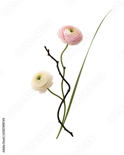 Minimalistische Illustration von zwei zarten Ranunkelblüten in Weiß und Rosa mit schlanken Stielen und Zweig auf hellem Hintergrund. Elegantes, ruhiges Naturmotiv.