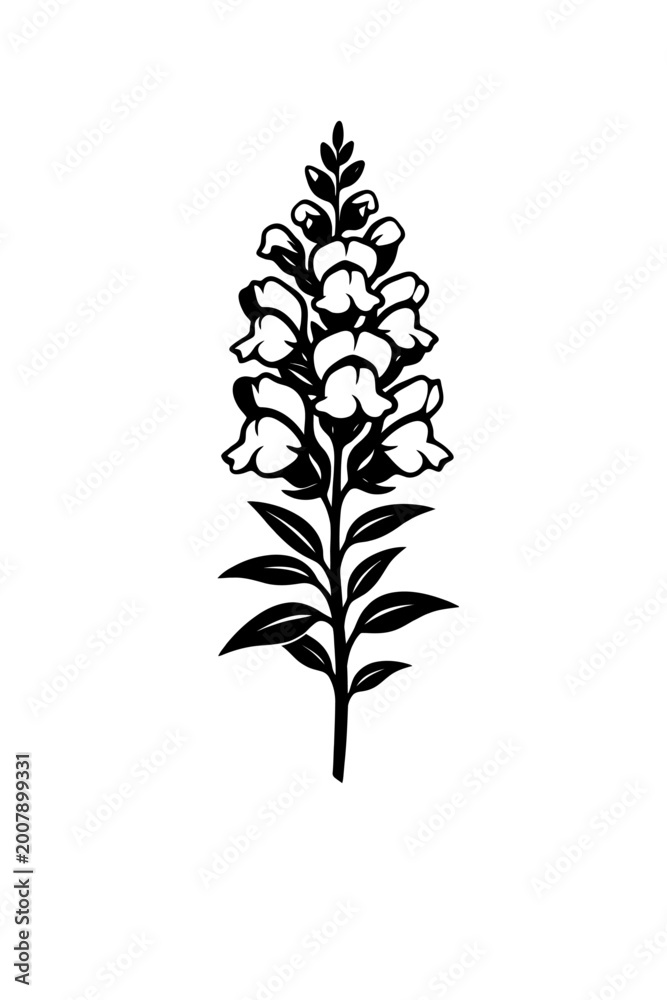 Fototapeta premium A black and white illustration of a blooming lupine flower on a stem with leaves on a white background