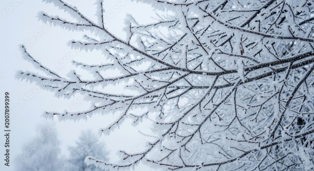 Obraz premium Frosted tree branches winter scene