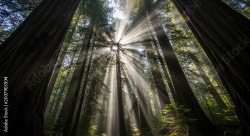 Majestic sunbeams pierce through the dense canopy of an ancient forest, creating a dramatic and peaceful natural landscape with misty light rays.