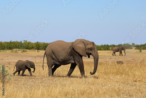 Photography Afrikanischer Elefant / African elephant / Loxodonta africana