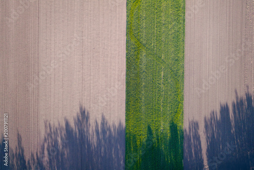 Foto Rural area of wheat and plowed fields. Aerial view.