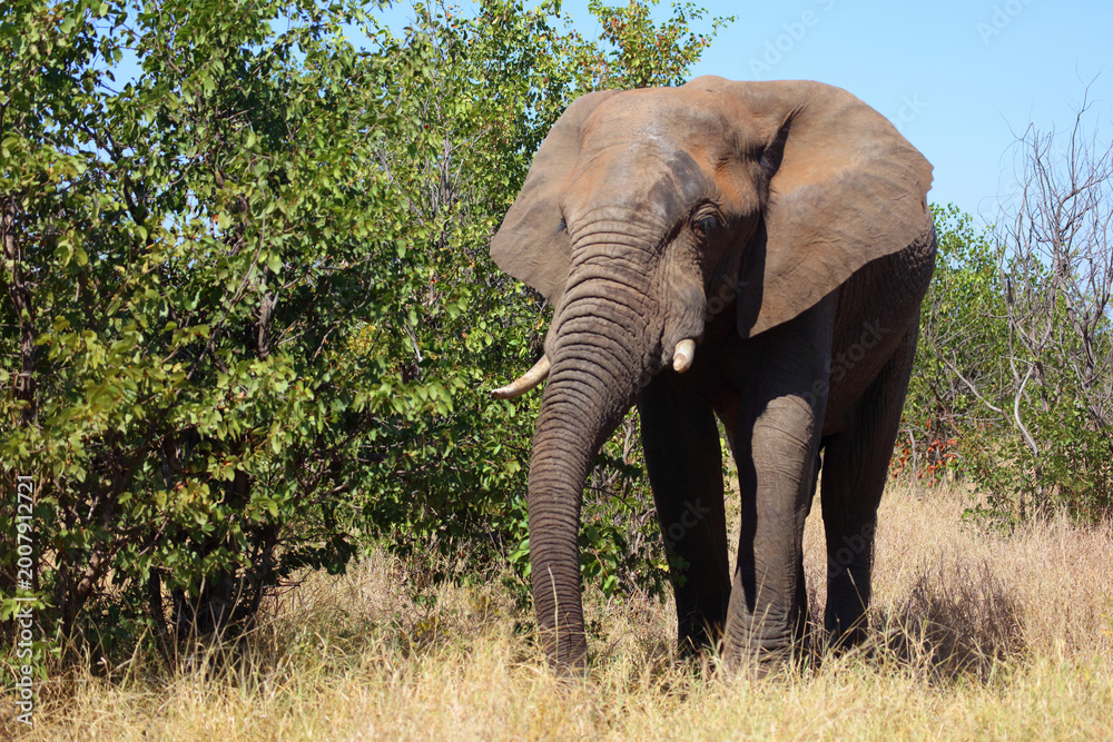 Fototapeta premium Afrikanischer Elefant / African elephant / Loxodonta africana