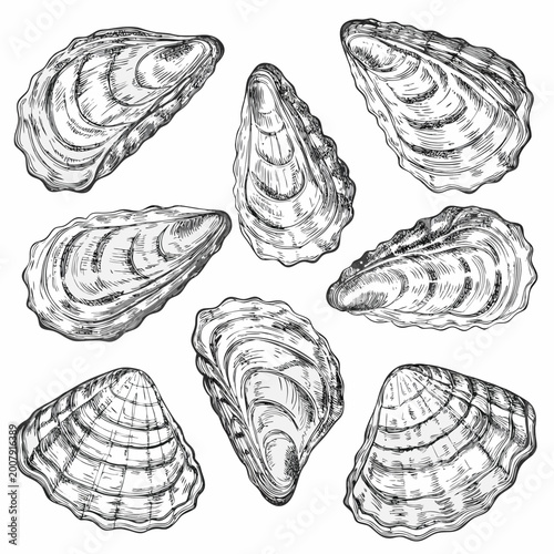 Fotografi Oyster shells vintage engraving illustration on white background