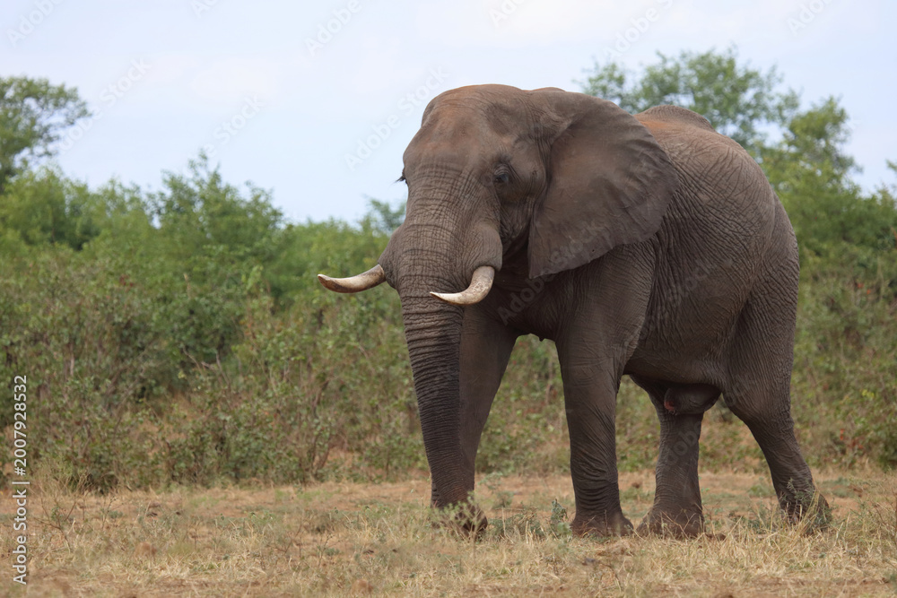 Fototapeta premium Afrikanischer Elefant / African elephant / Loxodonta africana