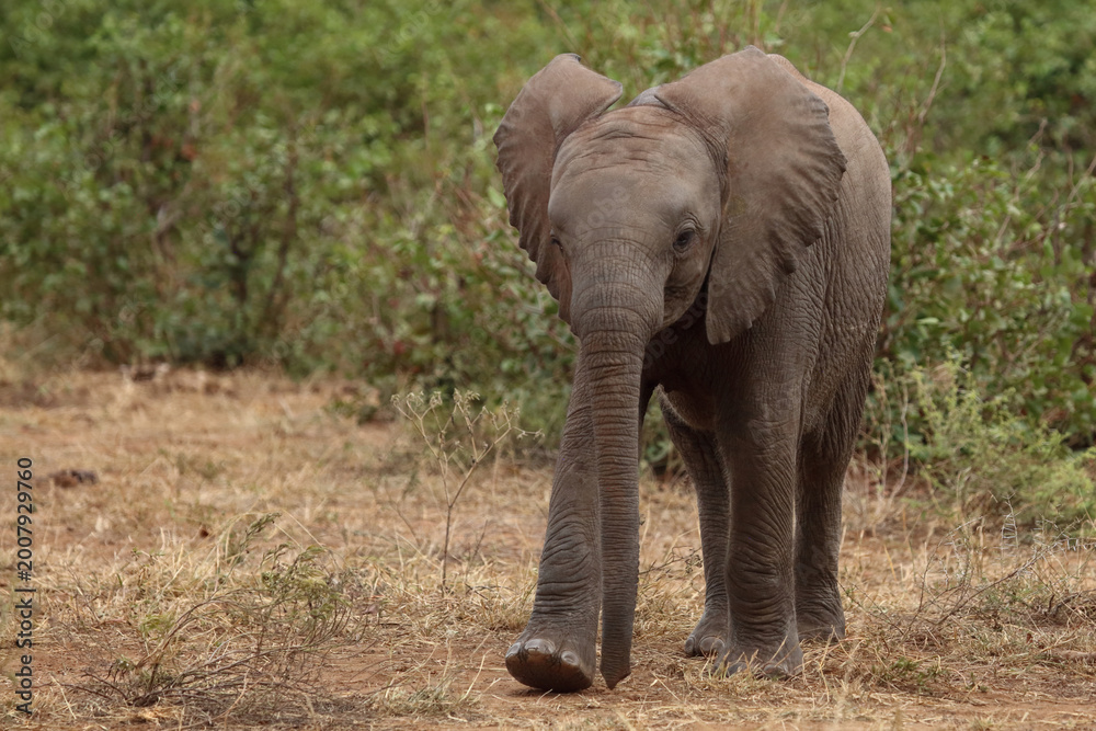 Fototapeta premium Afrikanischer Elefant / African elephant / Loxodonta africana