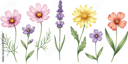 Εκτύπωση καμβά Wildflower collection vector set with delicate blooming botanical floral stems i
