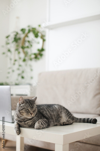 scottish straight gray cat working at the computer at home online