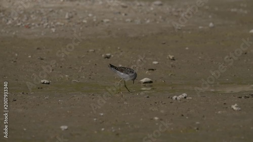 Wood Sandpiper (Tringa glareola) foraging at the water's edge on a muddy riverbank.4k slow motion 