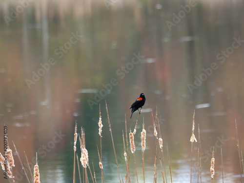 Foto Redwing on a reed in spring
