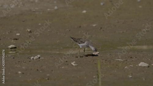Wood Sandpiper (Tringa glareola) foraging at the water's edge on a muddy riverbank.4k slow motion 