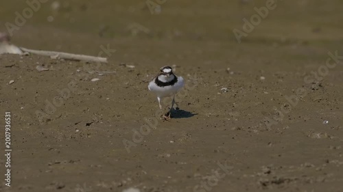 Little Ringed Plover (Charadrius dubius) foraging on a muddy riverbank