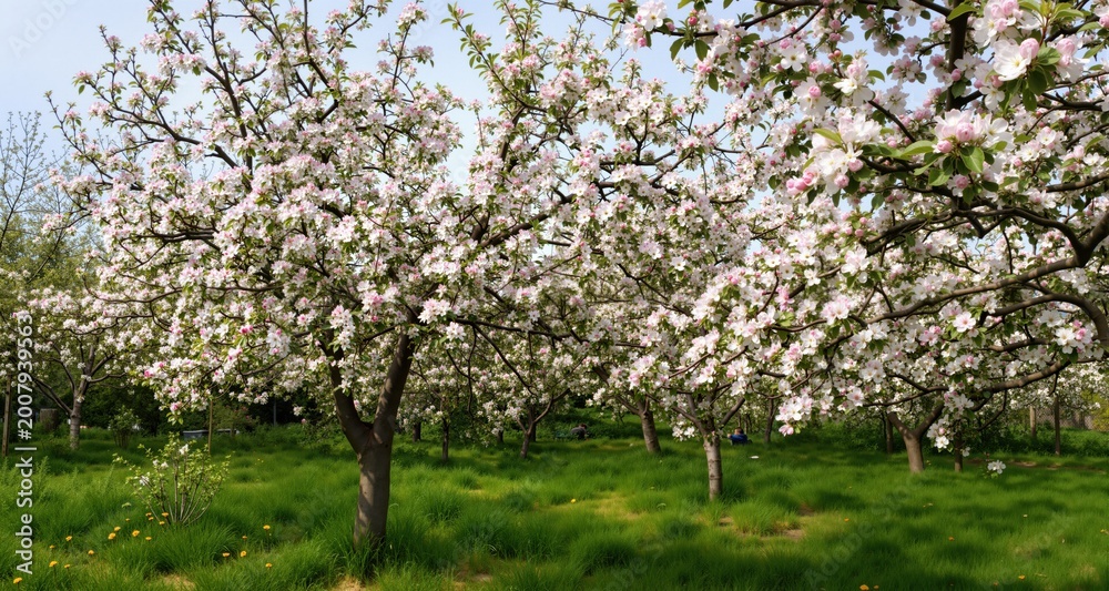 Fototapeta premium blooming apple trees in spring in the garden 